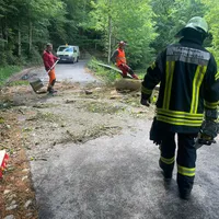 Baum auf Fahrbahn.jpeg
